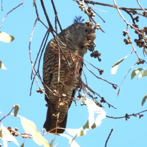 Callocephalon fimbriatum at Chapman, ACT - 28 Apr 2023