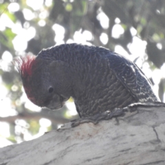 Callocephalon fimbriatum at Chapman, ACT - 28 Apr 2023