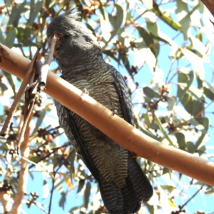 Callocephalon fimbriatum at Chapman, ACT - 28 Apr 2023