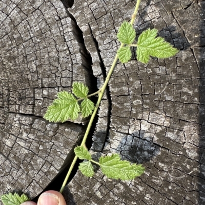 Rubus parvifolius (Native Raspberry) at Kangaroo Valley, NSW - 27 Apr 2023 by lbradley