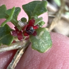 Einadia hastata (Berry Saltbush) at Kangaroo Valley, NSW - 18 Apr 2023 by lbradley