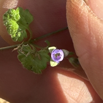 Veronica plebeia (Trailing Speedwell, Creeping Speedwell) at Kangaroo Valley, NSW - 18 Apr 2023 by lbradleyKV