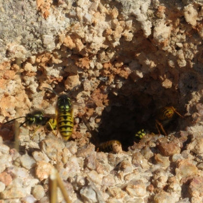 Vespula germanica (German Yellowjacket Wasp (also known as European Wasp)) at Tennent, ACT - 26 Apr 2023 by Christine
