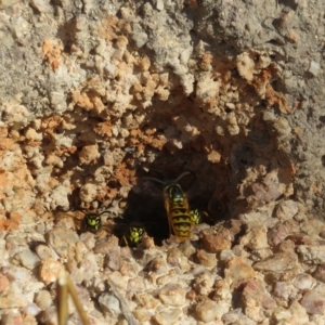 Vespula germanica at Tennent, ACT - 26 Apr 2023 03:51 PM