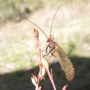 Chorista australis at Stromlo, ACT - 27 Apr 2023