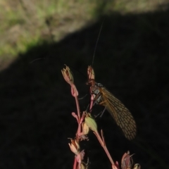 Chorista australis at Stromlo, ACT - 27 Apr 2023 12:13 PM