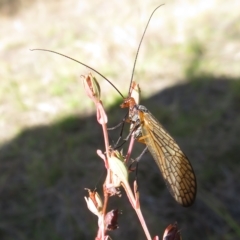 Chorista australis at Stromlo, ACT - 27 Apr 2023 12:13 PM