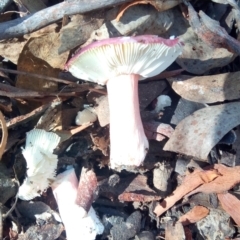 Russula sp. (Russula) at Aranda, ACT - 28 Apr 2023 by PandaLemon