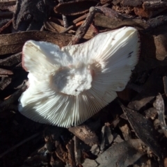 Russula sp. at Aranda, ACT - 28 Apr 2023