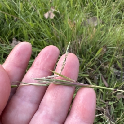 Cymbopogon refractus (Barbed-wire Grass) at Kangaroo Valley, NSW - 5 Mar 2023 by lbradley