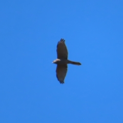 Accipiter fasciatus (Brown Goshawk) at Molonglo Valley, ACT - 25 Apr 2023 by MatthewFrawley