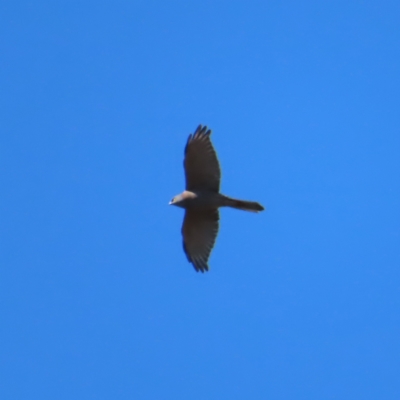 Tachyspiza fasciata (Brown Goshawk) at Molonglo Valley, ACT - 25 Apr 2023 by MatthewFrawley