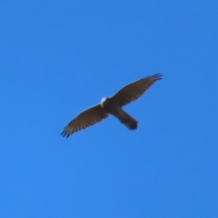 Accipiter fasciatus at Molonglo Valley, ACT - 25 Apr 2023