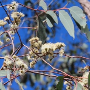 Eucalyptus macrorhyncha at Stromlo, ACT - 25 Apr 2023