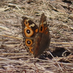 Junonia villida (Meadow Argus) at Denman Prospect 2 Estate Deferred Area (Block 12) - 25 Apr 2023 by MatthewFrawley