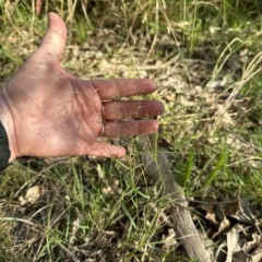Eragrostis leptostachya (A Lovegrass) at Kangaroo Valley, NSW - 5 Mar 2023 by lbradley
