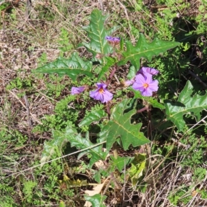 Solanum cinereum at Molonglo Valley, ACT - 25 Apr 2023