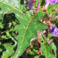 Solanum cinereum at Molonglo Valley, ACT - 25 Apr 2023