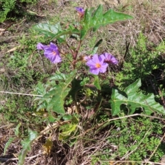 Solanum cinereum at Molonglo Valley, ACT - 25 Apr 2023 12:52 PM