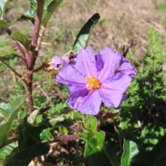 Solanum cinereum at Molonglo Valley, ACT - 25 Apr 2023 12:52 PM