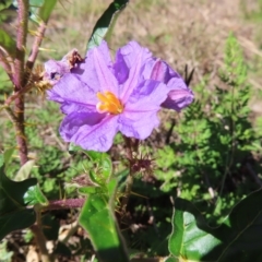 Solanum cinereum at Molonglo Valley, ACT - 25 Apr 2023 12:52 PM