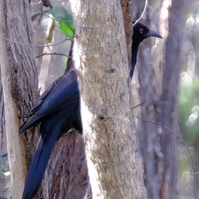 Corcorax melanorhamphos (White-winged Chough) at Molonglo Valley, ACT - 28 Apr 2023 by Kurt