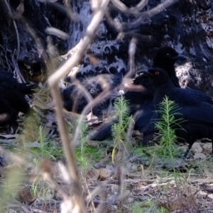 Corcorax melanorhamphos at Molonglo Valley, ACT - 28 Apr 2023