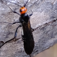 Callibracon capitator (White Flank Black Braconid Wasp) at Denman Prospect 2 Estate Deferred Area (Block 12) - 28 Apr 2023 by Kurt