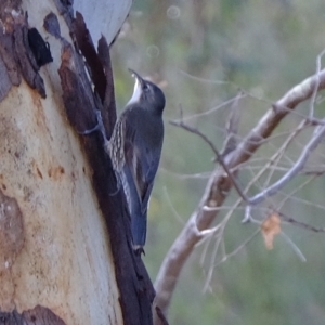 Cormobates leucophaea at Stromlo, ACT - 28 Apr 2023