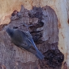 Cormobates leucophaea at Stromlo, ACT - 28 Apr 2023 04:22 PM