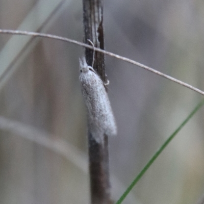 Unidentified Moth (Lepidoptera) at Hughes, ACT - 28 Apr 2023 by LisaH