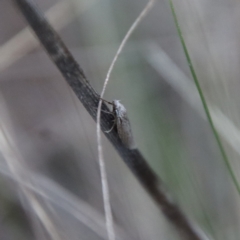 Phryganeutis cinerea at Hughes, ACT - 28 Apr 2023 05:56 PM