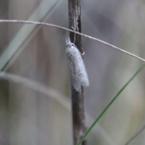 Phryganeutis cinerea at Hughes, ACT - 28 Apr 2023 05:56 PM