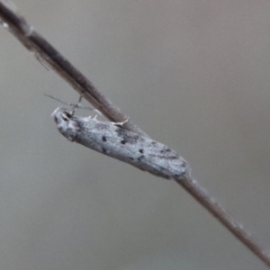 Philobota pedetis at Hughes, ACT - 28 Apr 2023 05:58 PM