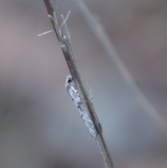 Philobota pedetis at Hughes, ACT - 28 Apr 2023