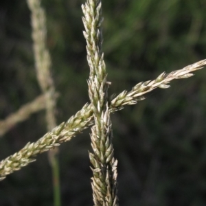 Sporobolus africanus at Molonglo Valley, ACT - 22 Apr 2023