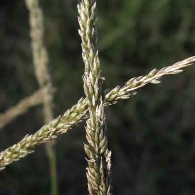 Sporobolus africanus (Parramatta Grass, Rat's Tail Grass) at Molonglo Valley, ACT - 22 Apr 2023 by pinnaCLE