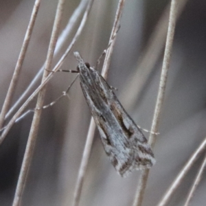 Scoparia oxygona at Hughes, ACT - 28 Apr 2023 06:24 PM