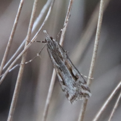 Crambidae sp. (family) at Hughes, ACT - 28 Apr 2023 by LisaH