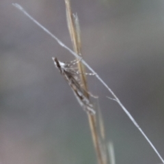 Scoparia oxygona at Hughes, ACT - 28 Apr 2023 06:24 PM