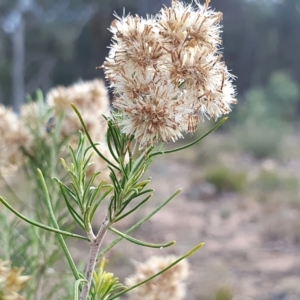 Cassinia hewsoniae at Yass River, NSW - 28 Apr 2023 04:25 PM