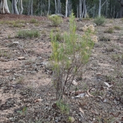 Cassinia hewsoniae at Yass River, NSW - 28 Apr 2023 04:25 PM