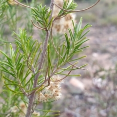 Cassinia hewsoniae at Yass River, NSW - 28 Apr 2023 04:25 PM