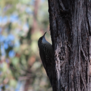 Cormobates leucophaea at Stromlo, ACT - 25 Apr 2023