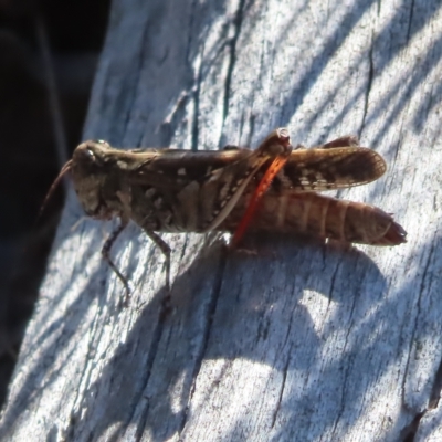 Heteropternis obscurella (A grasshopper) at Stromlo, ACT - 25 Apr 2023 by MatthewFrawley