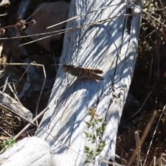 Heteropternis obscurella at Stromlo, ACT - 25 Apr 2023