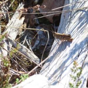 Heteropternis obscurella at Stromlo, ACT - 25 Apr 2023