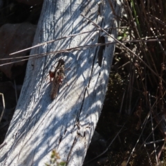 Heteropternis obscurella at Stromlo, ACT - 25 Apr 2023