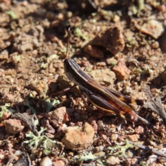 Macrotona australis (Common Macrotona Grasshopper) at Stromlo, ACT - 25 Apr 2023 by MatthewFrawley