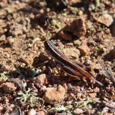 Macrotona australis (Common Macrotona Grasshopper) at Stromlo, ACT - 25 Apr 2023 by MatthewFrawley